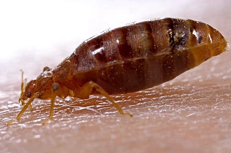 Punaise de lit adulte (Cimex lectularius) en train de se nourrir sur une peau humaine — insecte brun, ovale et aplati de 5 à 7 mm